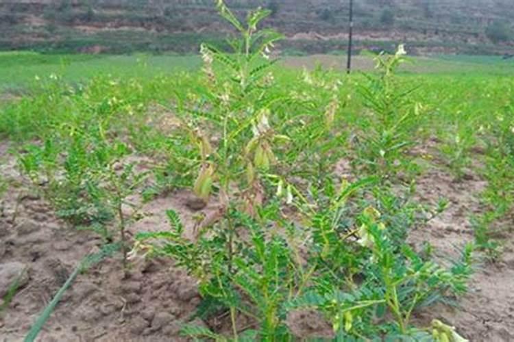 春回大地，黄芪种植管理要点全解析