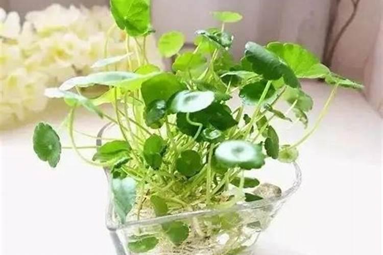铜钱草叶子发黄是什么原因水培铜钱草叶子发黄是什么原因