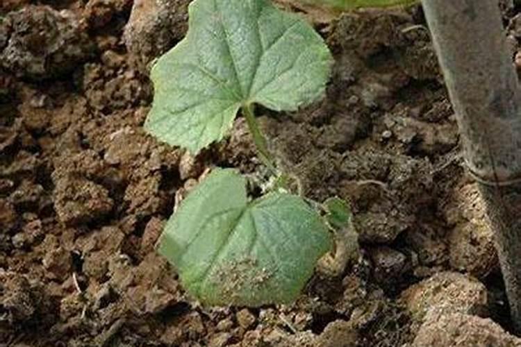 四大类真菌病害防治：精准施策，选对农药治对病