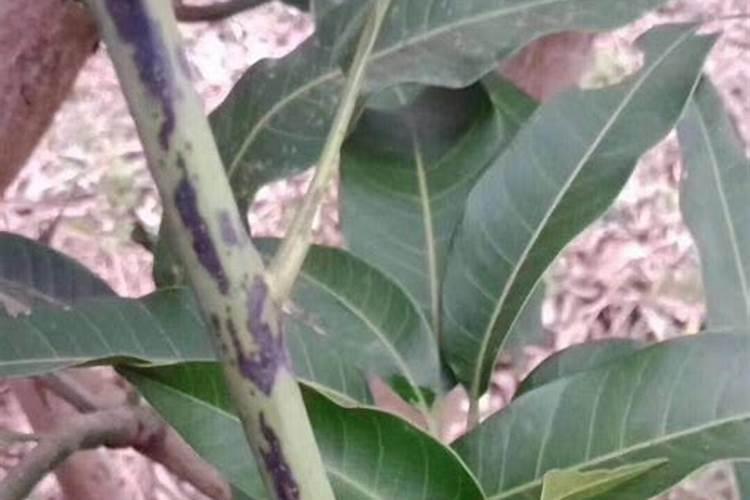 植物细菌病用什么农药好？
