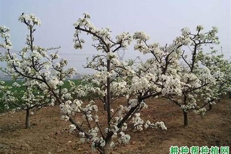 梨树施肥技术有哪些？各个时期施肥要点是什么？