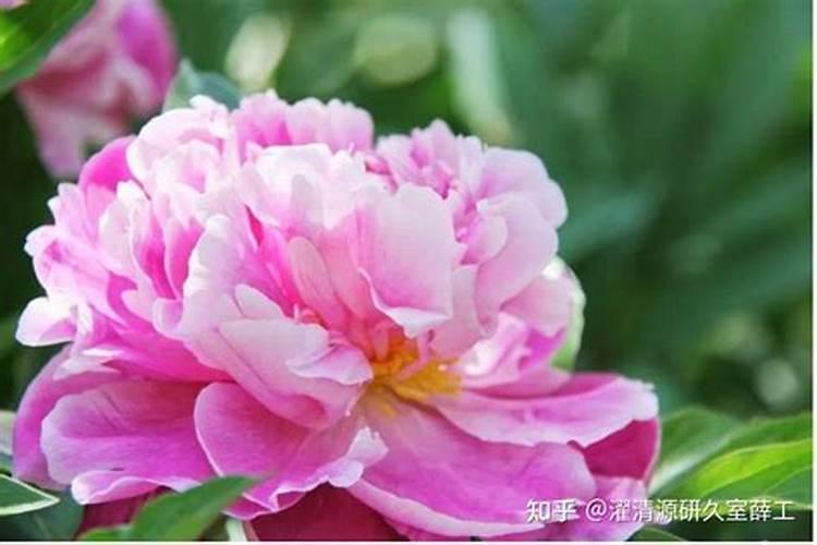 揭秘芍药根块的黄金种植法则：掌握时间与技巧，绽放花中皇后