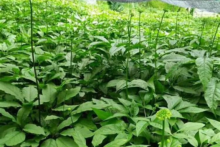 竹节参种植方法和技术