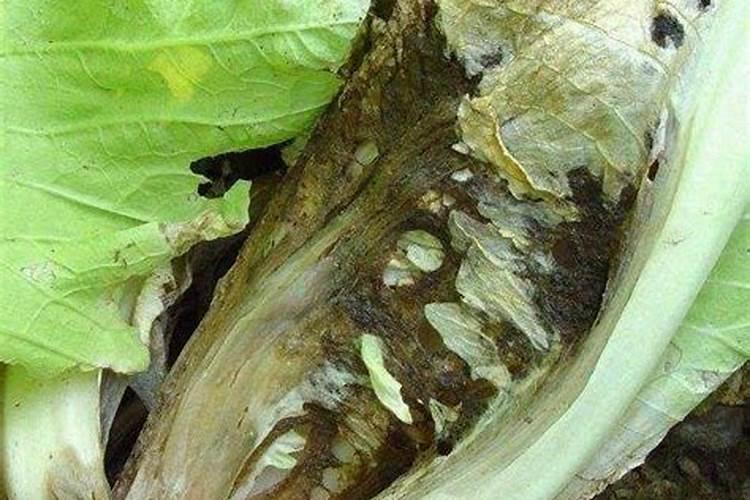 守护绿意盎然：十字花科蔬菜黑腐病与软腐病的防治策略