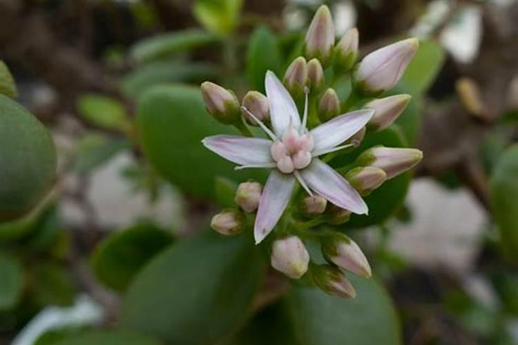 怎样促成燕子掌开花？