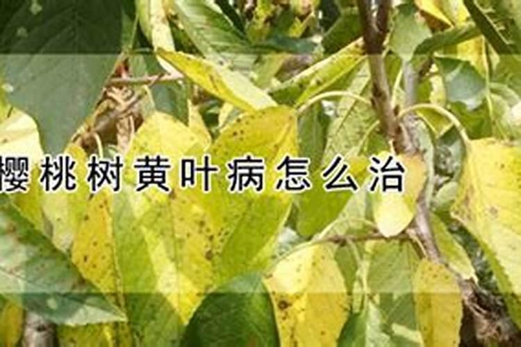 战胜樱桃黄叶病：有效防治策略解析