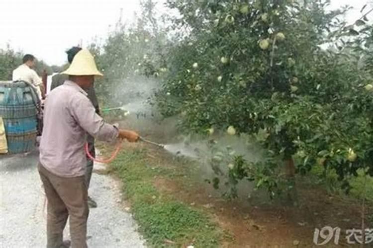 苹果树打什么<a href=