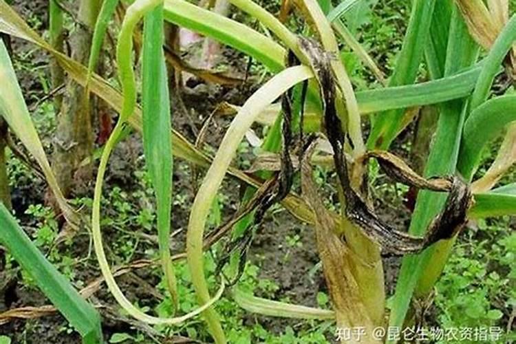 大蒜枯萎病的克星：有效防治策略及药剂选择