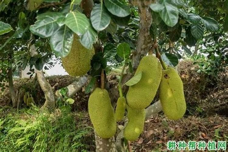 四季菠萝蜜种植技术