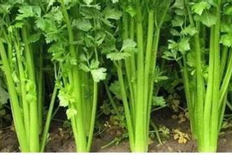 秋季芹菜应做好水肥管理