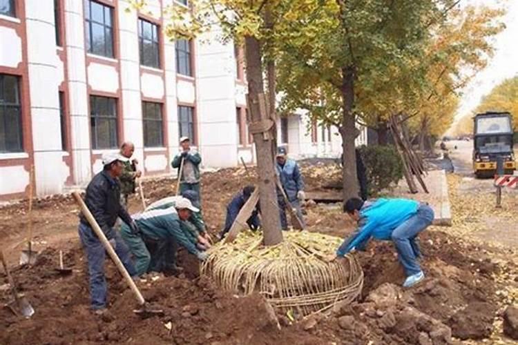 夏季园林种植工程中苗木无故死亡的原因