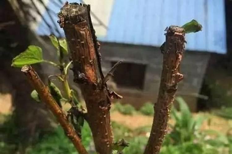 夏季怎么预防苗木干枯而死？