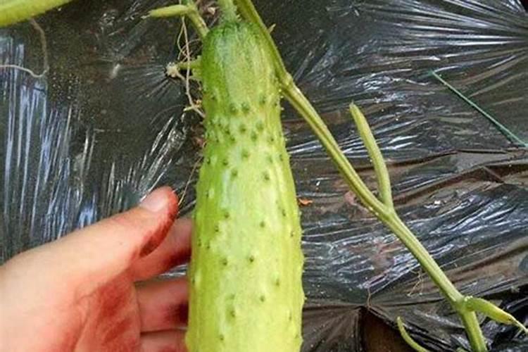 什么原因造成的大头瓜,？老师们给指点下、太多了这样的瓜,