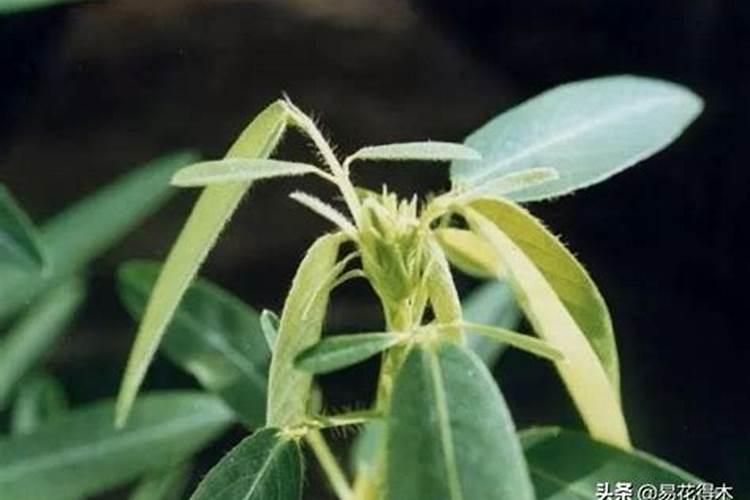 跳舞草种植教程跳舞草种植方法介绍