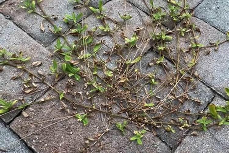 豆科威农药：除草的利器与使用须知