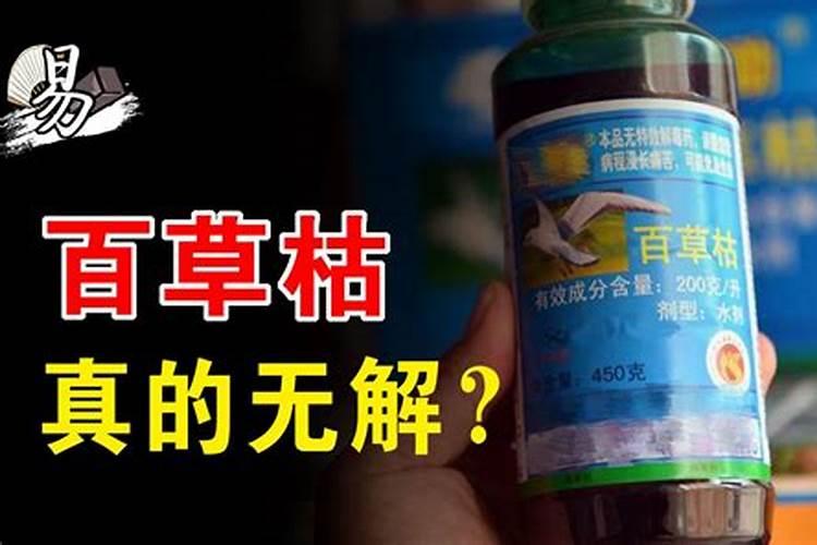 百草枯在鸡身上能活多久