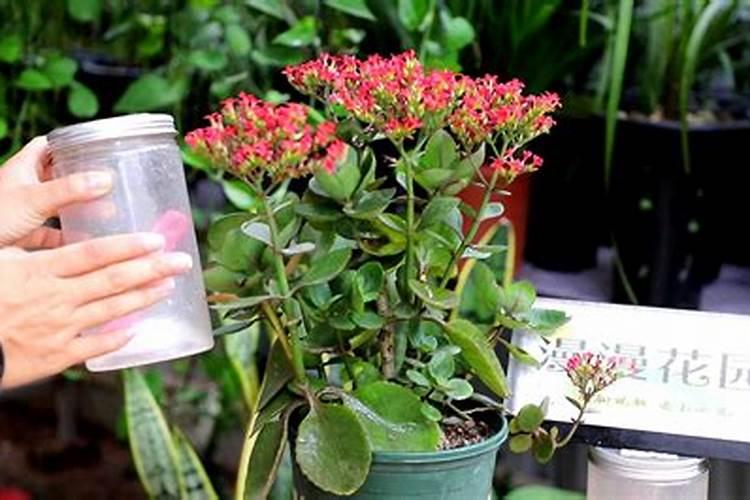让长寿花叶绿花多的2个技术要点？