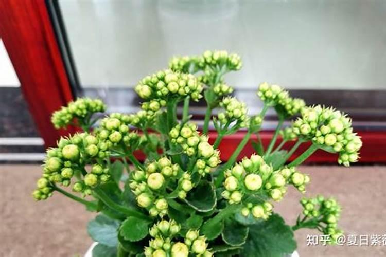 长寿花的四点养护技巧