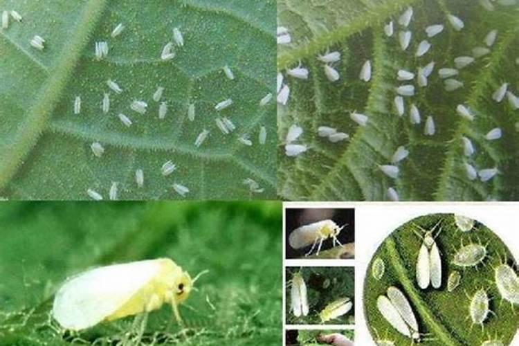 迎战寒冬：高效策略防治冬季温棚白粉虱
