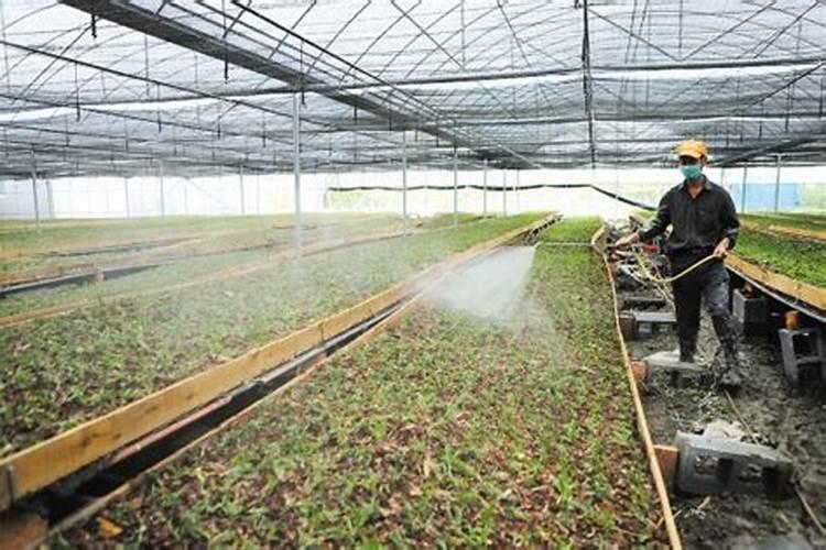 植物调节剂喷施勿陷入误区