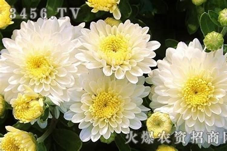 秋季守护菊花之美：防治白粉病的有效策略