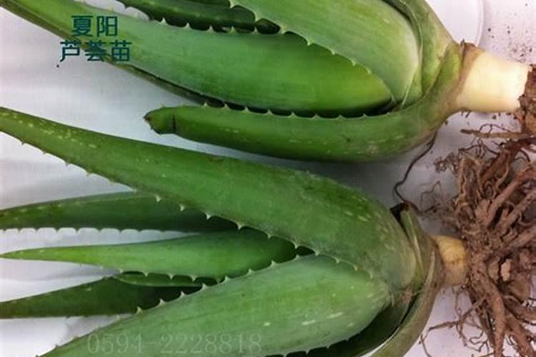 芦荟下部叶子有些发黄，是什么原因？