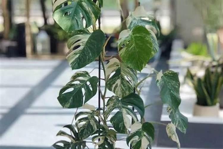 龟背竹施氮肥还是钾肥好养？