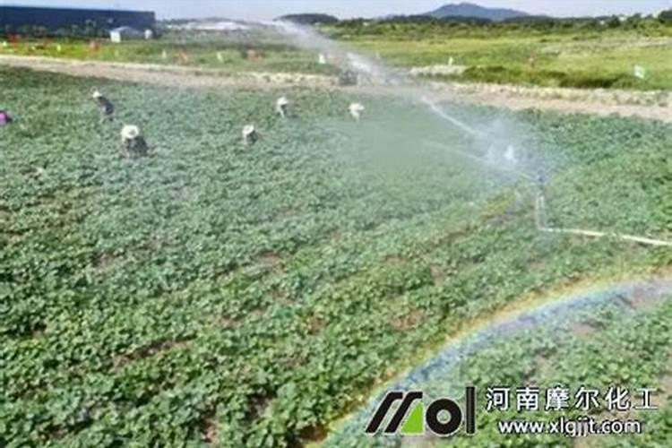 红薯为什么要喷叶面肥水？