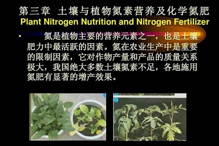 氮肥：植物生长的关键营养素