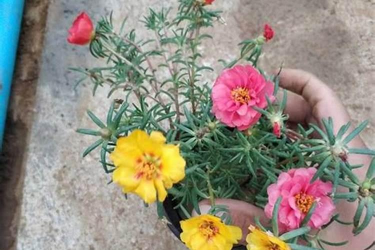 半枝莲种植，半枝莲种植方法和时间？