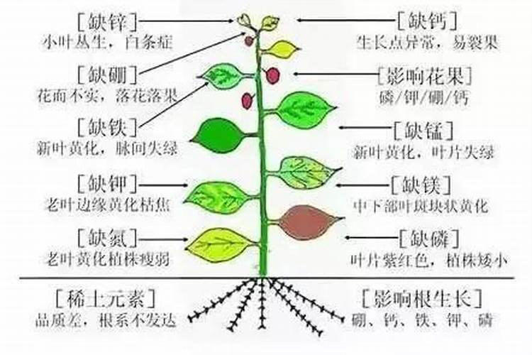 揭秘黄豆健康生长：缺素症状识别与高效解决策略