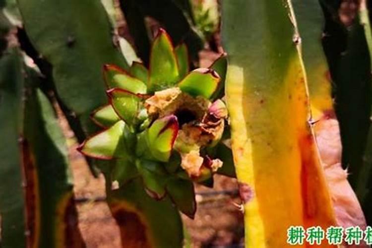 造成火龙果落花落果的原因是什么？