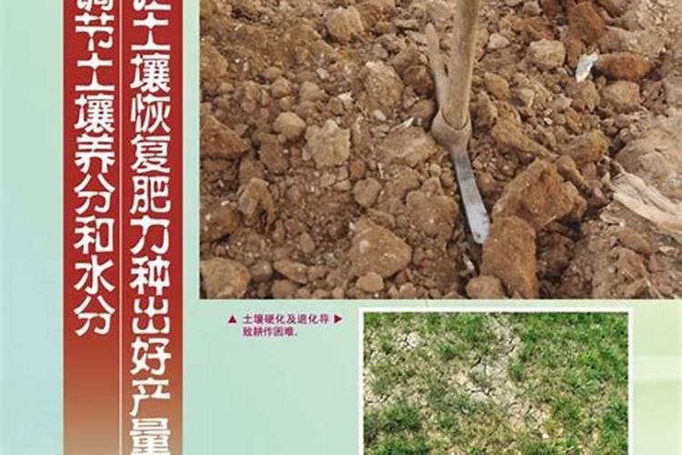 旱地施肥策略：确保水分与养分的平衡