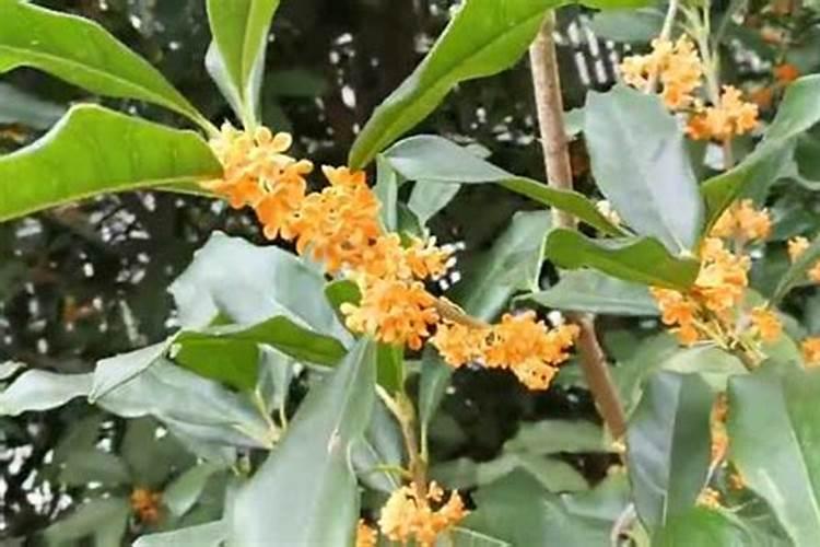金桂花树的培育秘诀与病虫害防治全攻略