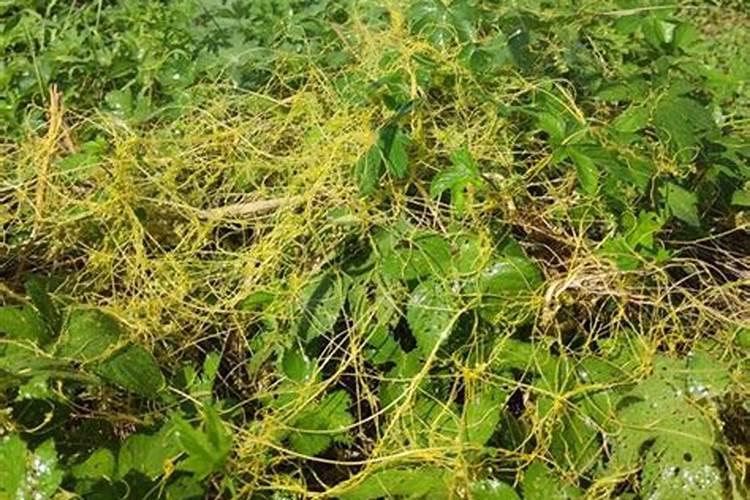 高效防除菟丝子的方法？