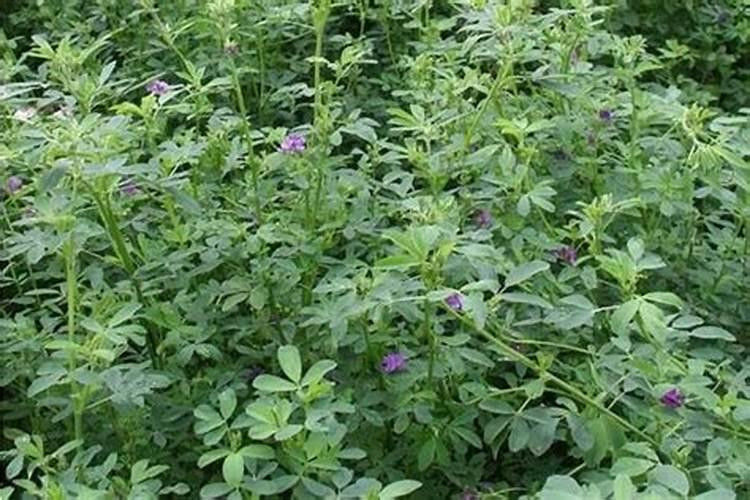 紫花苜蓿草的种植方法是什么？