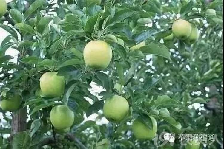 种苹果树哪种氮磷钾肥好用？