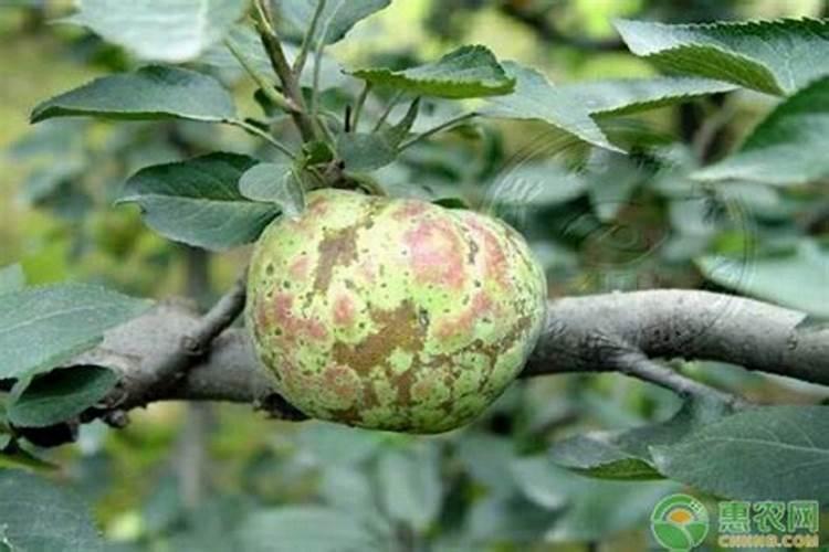 苹果锈病怎么办？苹果锈病的发生规律及防治方案