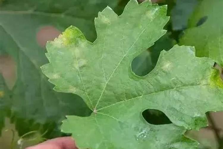 战胜棚室瓜类白粉病：策略与实践