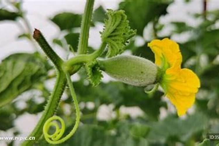 甜瓜花期喷硼肥多久施肥最好？