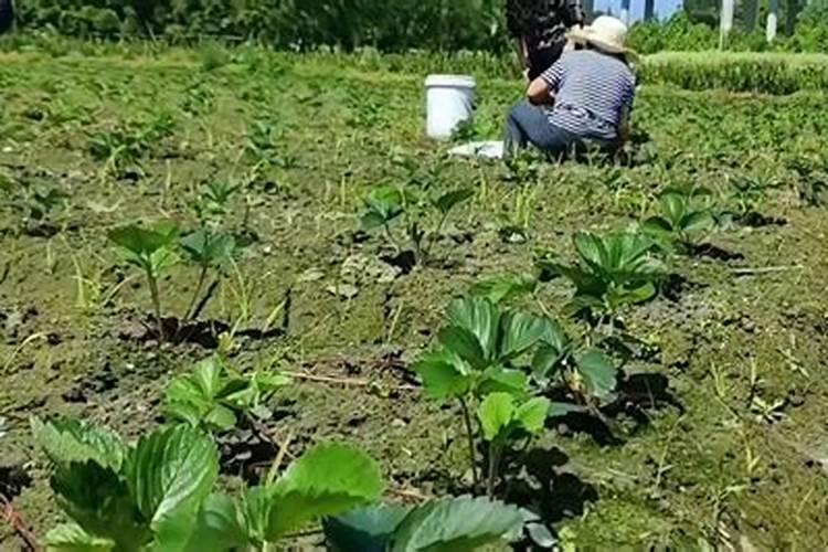 树莓种植技术，第一次浇水要浇透