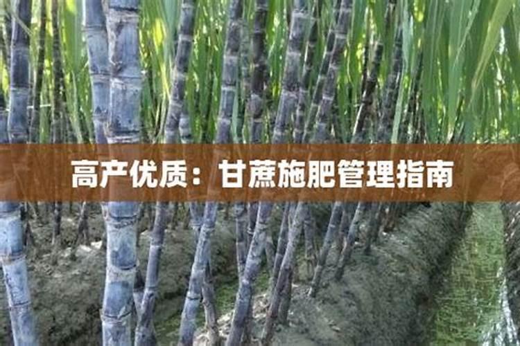 赋予甜意：甘蔗的科学施肥指南