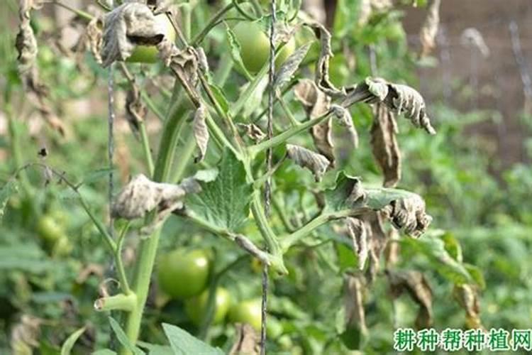 番茄晚疫病的无公害防治技术