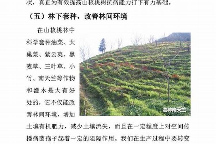 山核桃溃疡病防治技术：守护绿色金矿的关键