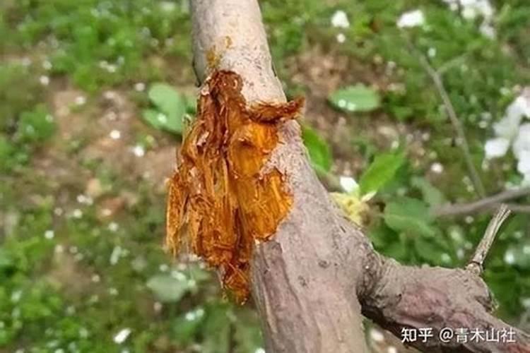 苹果树腐烂病的秋季防治