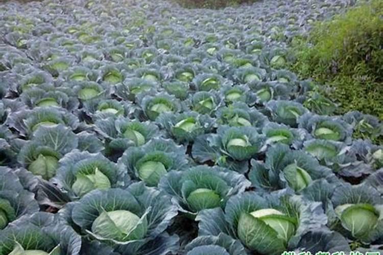 甘蓝种植过程如何施肥？甘蓝施肥有哪些特点？