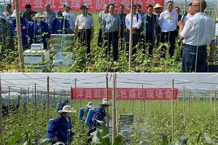 绿豆病害防治手册：守护绿色健康