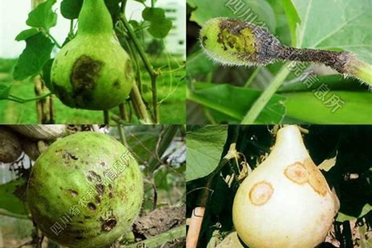 瓠子化瓜原因多需对症施治？