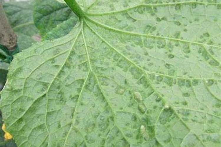 守护绿意盎然的园丁之选：黄瓜细菌性角斑病防治药剂全解析