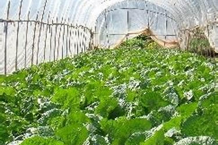 夏季蔬菜主要病害的防治方法有哪些？